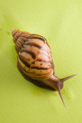 a snail in the background of green