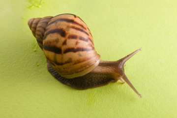 a snail in the background of green