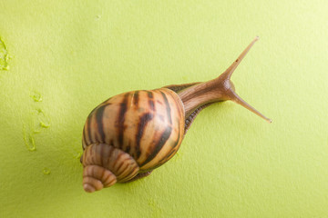 a snail in the background of green