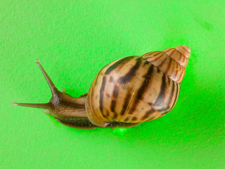 a snail in the background of green