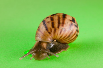a snail in the background of green