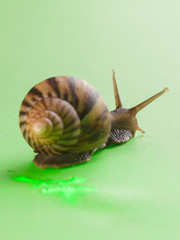 a snail in the background of green