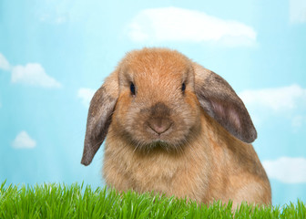 Naklejka premium Portrait of a brown lop eared palomino bunny rabbit in green grass looking directly at viewer. Blue background sky with clouds.