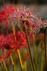 彼岸花　白と赤　夕暮れ