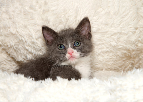 Adorable grey and white kitten in a sheepskin bed looking directly at viewer.