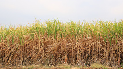 sugarcane plants grow in field.