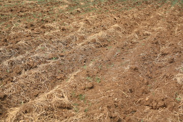 Plowed farm field in summer season.
