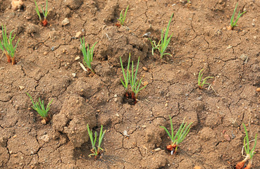 Close-up of onion plantation.