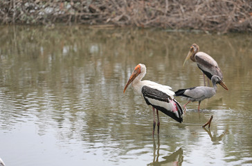 Portrait of Painted stork birds feeding standing in pond.