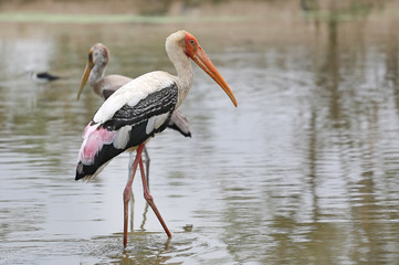Painted stork birds feeding standing in pond.