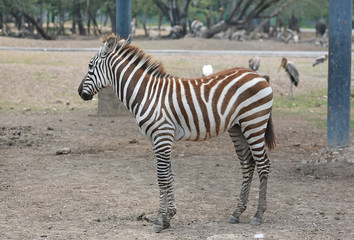 Fototapeta na wymiar Zebra in the zoo.