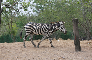 Obraz na płótnie Canvas Portrait of zebra in thailand zoo.