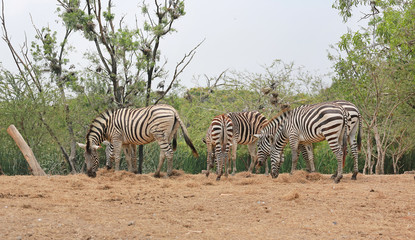 Fototapeta na wymiar Group of Zebras in the zoo.