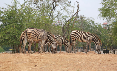 Fototapeta na wymiar Group of Zebras in the zoo.