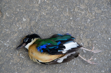 dead bird on asphalt highway, with car accident.