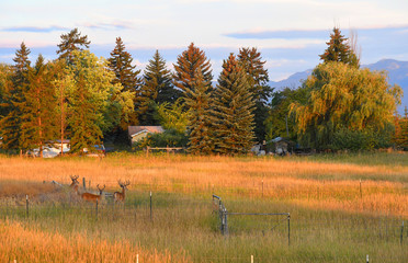 Whitetail Bucks in Field at Sunset