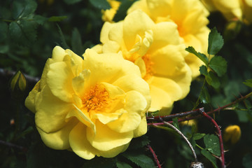 Yellow Roses