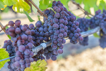 grapes purple red on vine harvest-ready in Napa Sonoma wine country