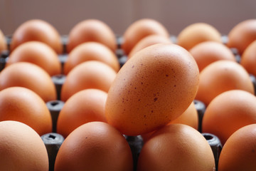 Eggs in black panel Eggs in dark colors represent the freshness and completeness of hens