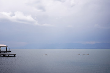 Canadian Geese on Flathead Lake