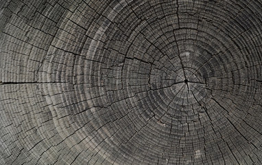 Wood tree stump background