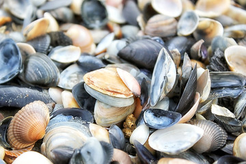 Black shells of North Sea