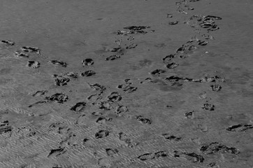 footprints in mud at north sea in Germany.
