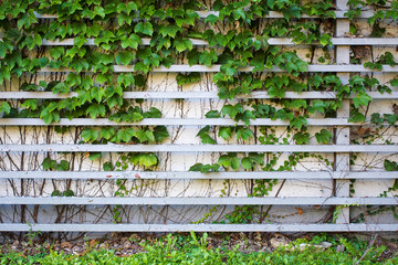 Ivy on the wall