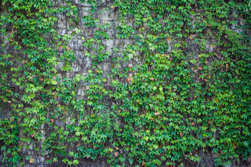 Ivy on the wall