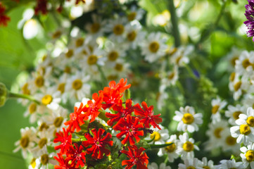 a bouquet of bright spring flowers of various types
