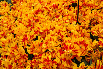 Bunch of Red and Yellow Flowers Blooming in a Garden