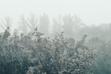 Landscape with trees in heavy summer rainstorm