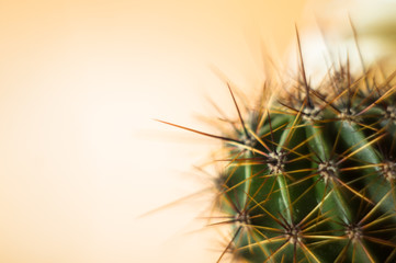 Cactus echinopsis tubiflora, close up, selective focus