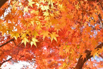 秋の風景　紅葉

