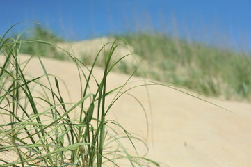 closeup of grass growing on a sand dune at the beach