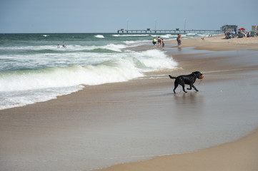 Fototapeta na wymiar A dog plays in the ocean at the beach
