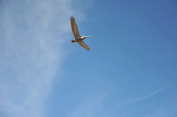 A Pelican flying in the sky