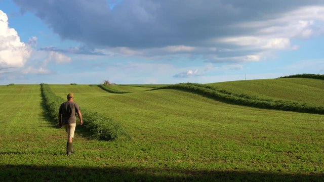 A farmer checking his alfalfa crop in windrows.