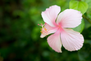 Close up of Beautiful pink hibiscus