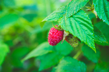 Branch with ripe raspberry in the garden. Selective focus. Shallow depth of field.