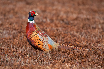 Male pheasant rooster in a freshly cut field - obrazy, fototapety, plakaty