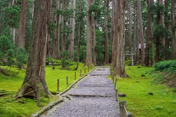 苔が美しい福井県勝山市の平泉寺