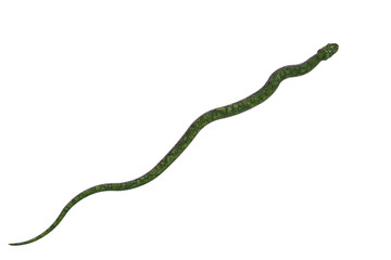 giant green snake in a white background