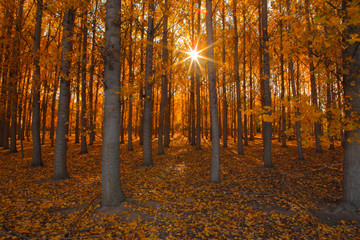 fall colors in a birch forest