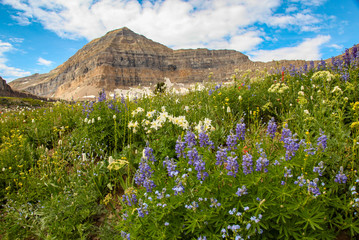 alpine meadow of wildflowers © Kyle T. Perry