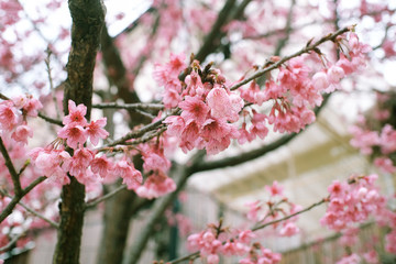 Wild Himalayan in Thailand Pink Sakura flower blooming.