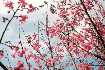 Wild Himalayan in Thailand Pink Sakura flower blooming.