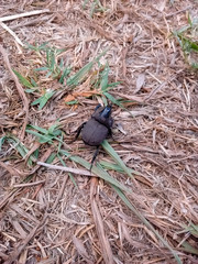 Fauna and flora in focus