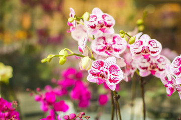 Closeup selected focus multi color beautiful tropical orchid flower on flower market
