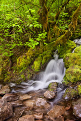 Small cascade waterfall flowing into rocks